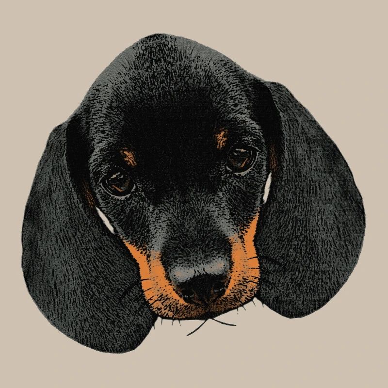 Hunde mädchen, Dackel welpe Kopf