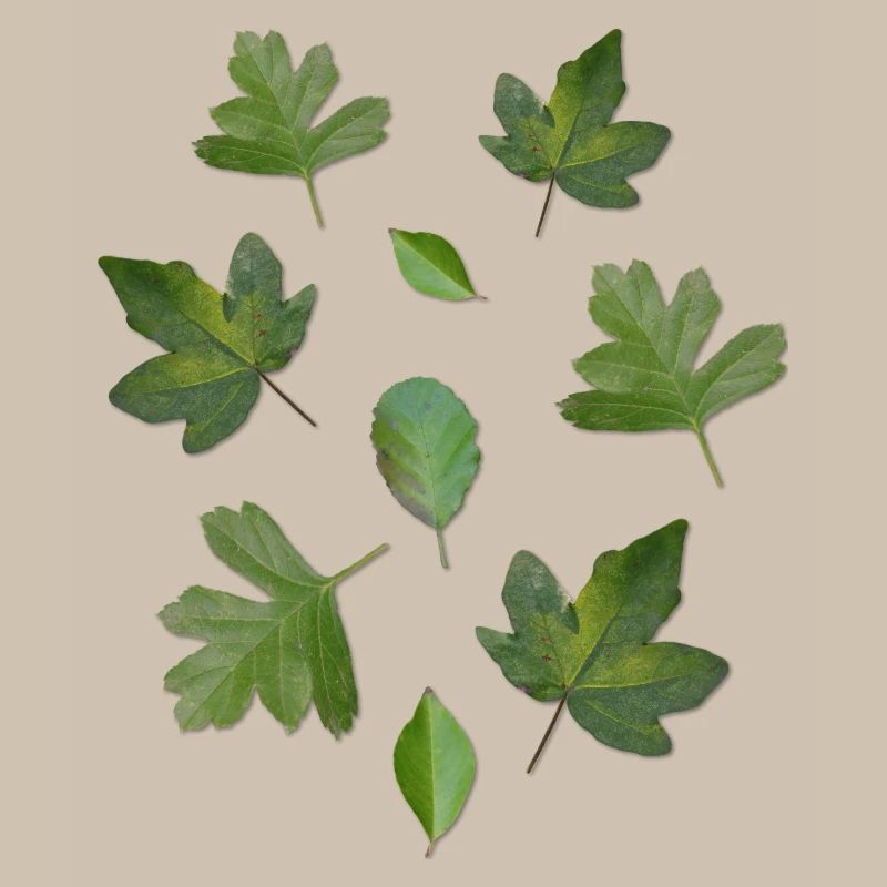Green Leaves Autumn Nature Leaf Pattern