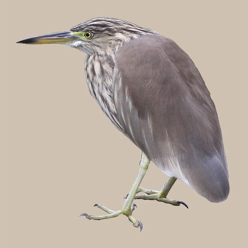 Bacchus Heron