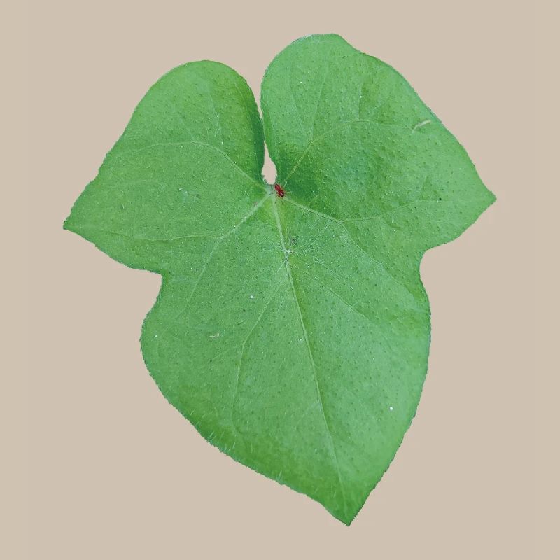 Green_Leaf_-_Tiny_Red_Spider