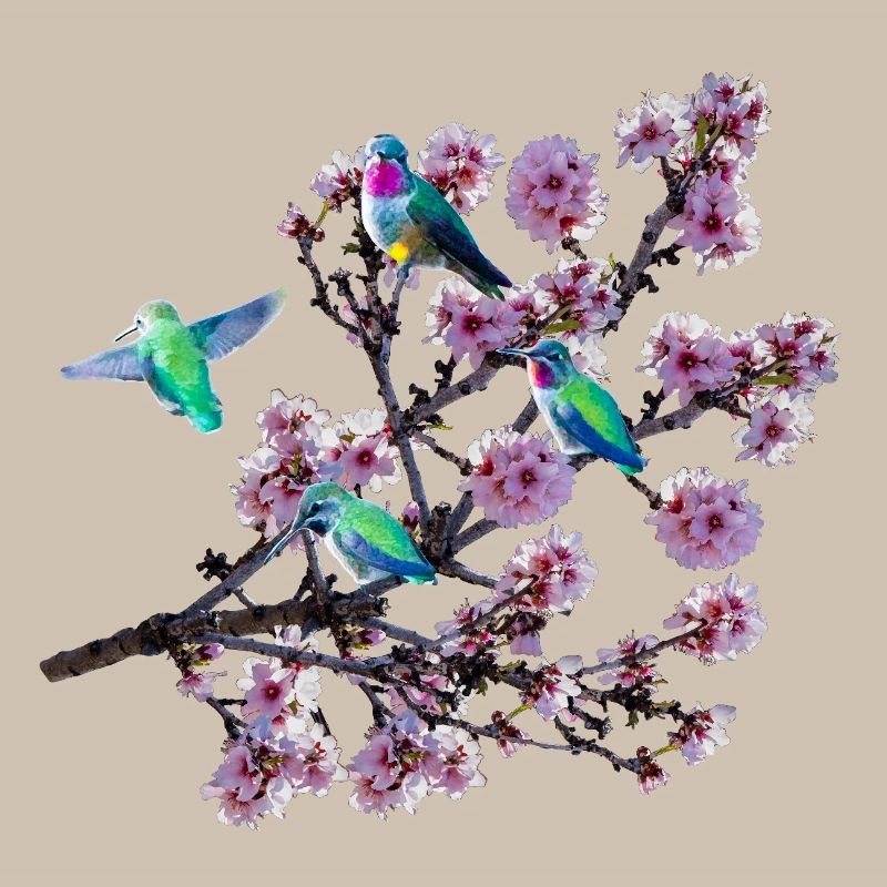 Colibri sous différents angles, fleurs d’amandier