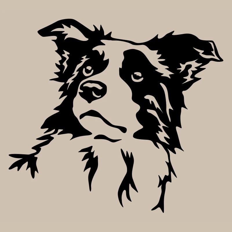 Border Collie Kopf