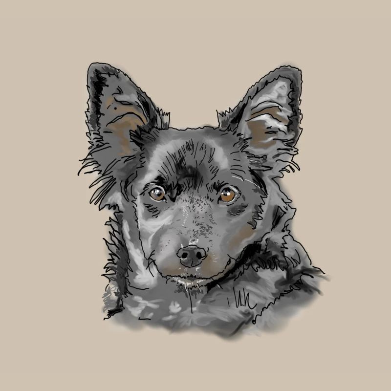 Australian Shepherd
