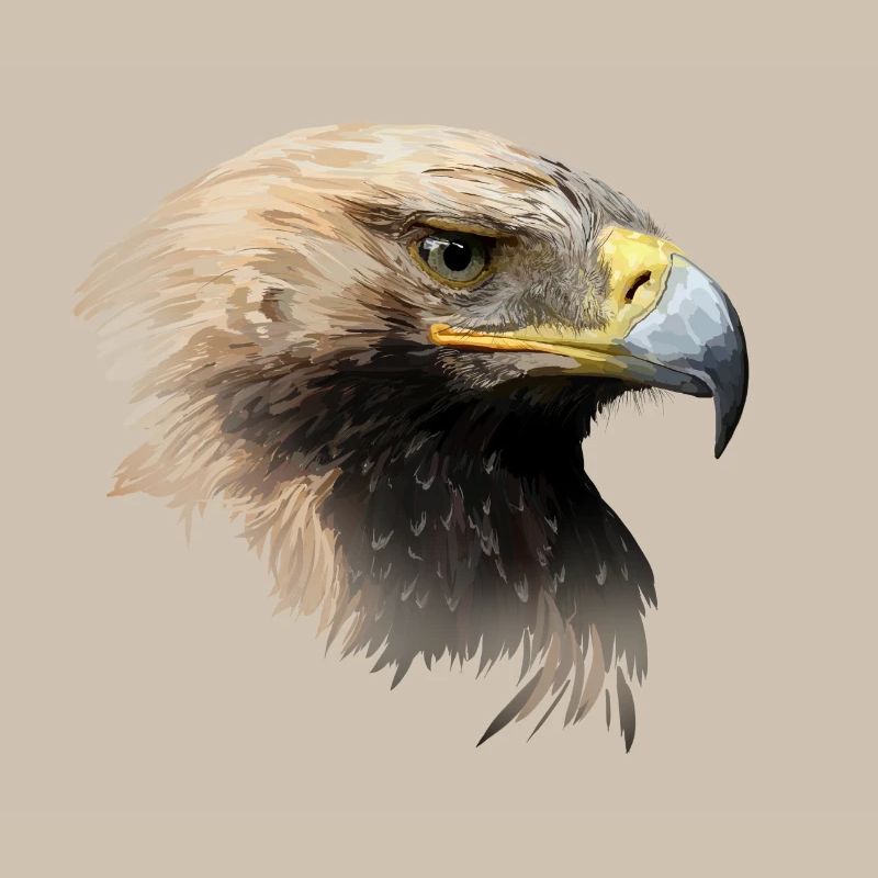 aigle