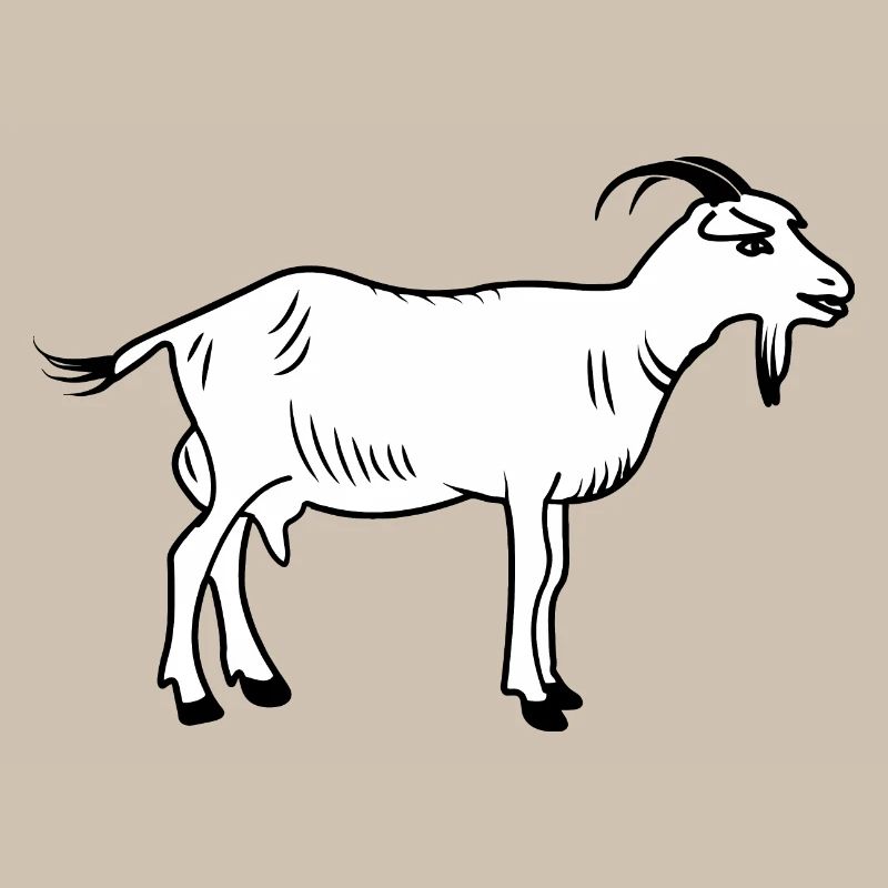 Chèvre blanche