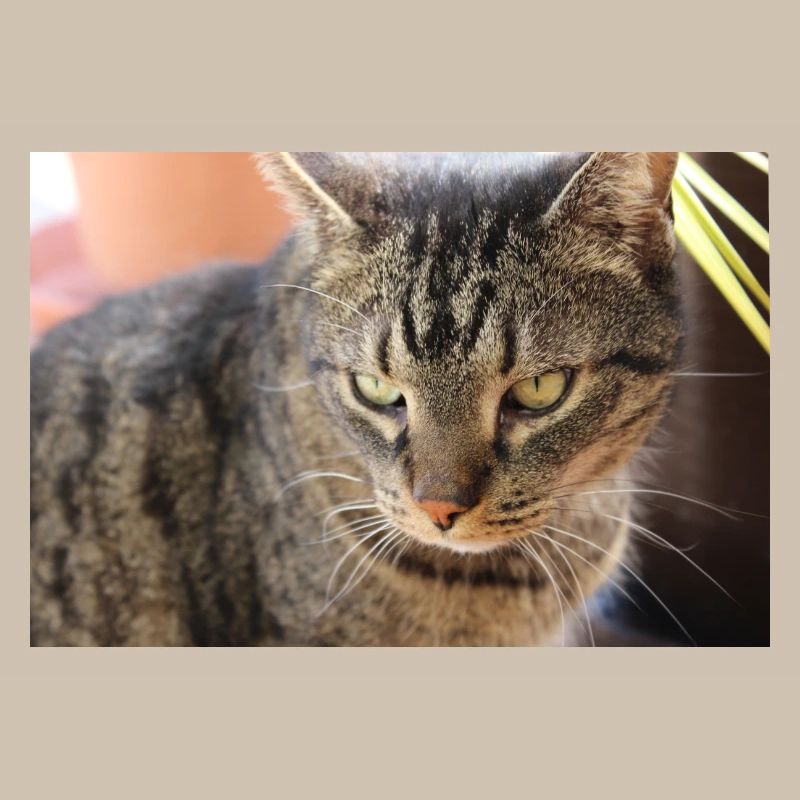 Affiche Chat Chaton, Affiche Chat Tigre