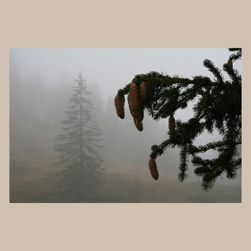 Cloud Forest Cone Magic / Feldberg