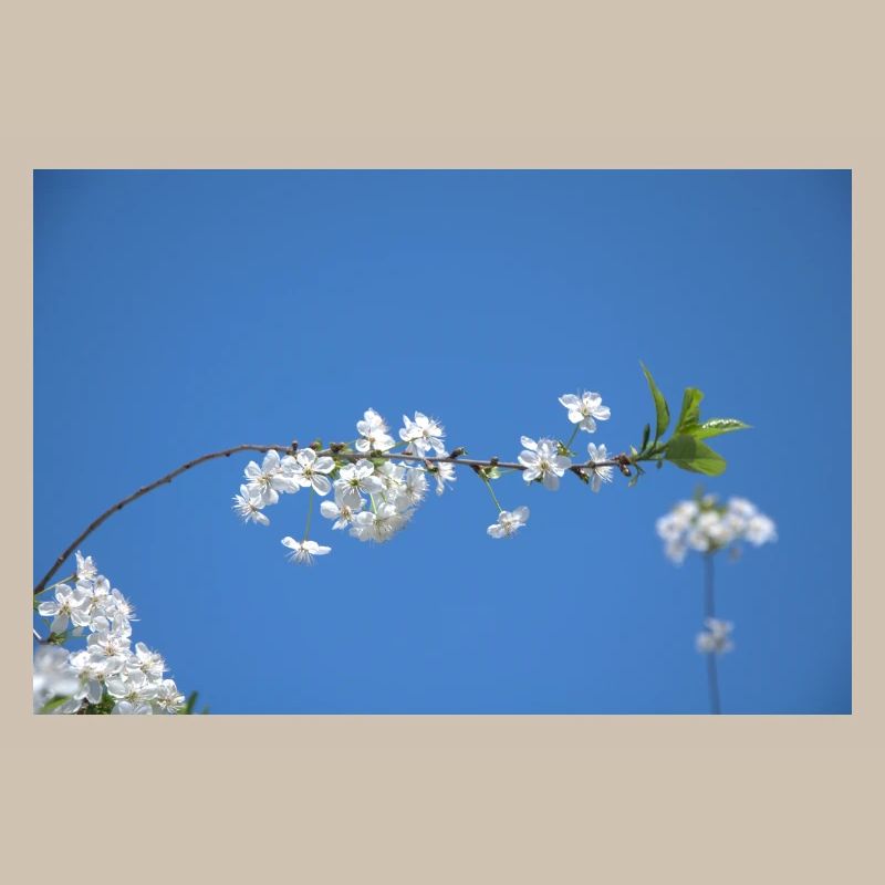 Cherry blossoms