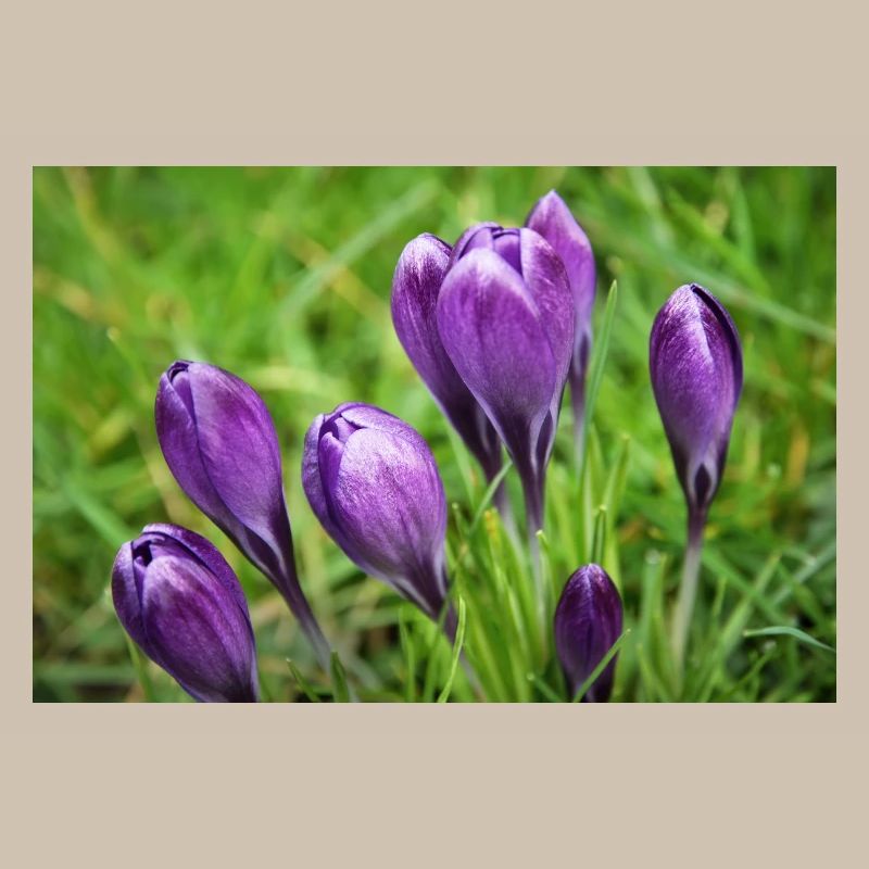 Grappe de crocus violet dans le jardin de printemps