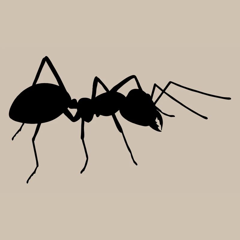 Ant