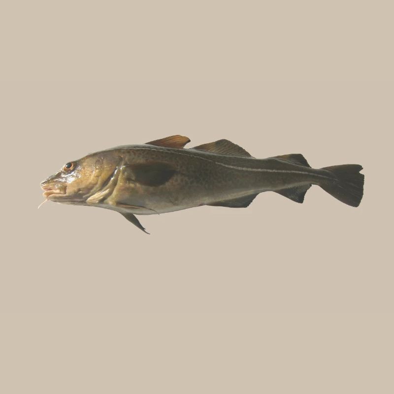 cod