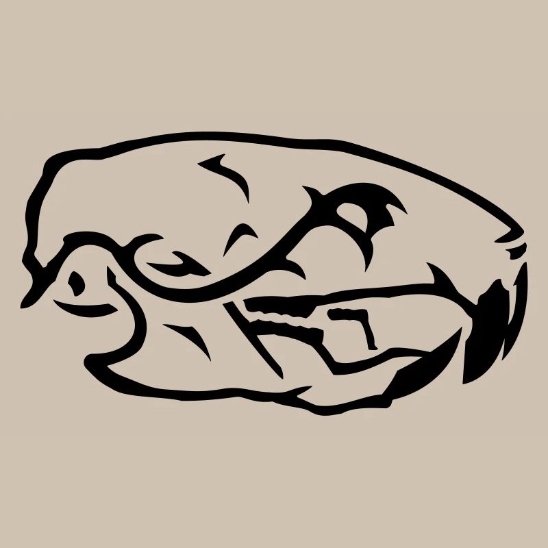 Crâne de Rat