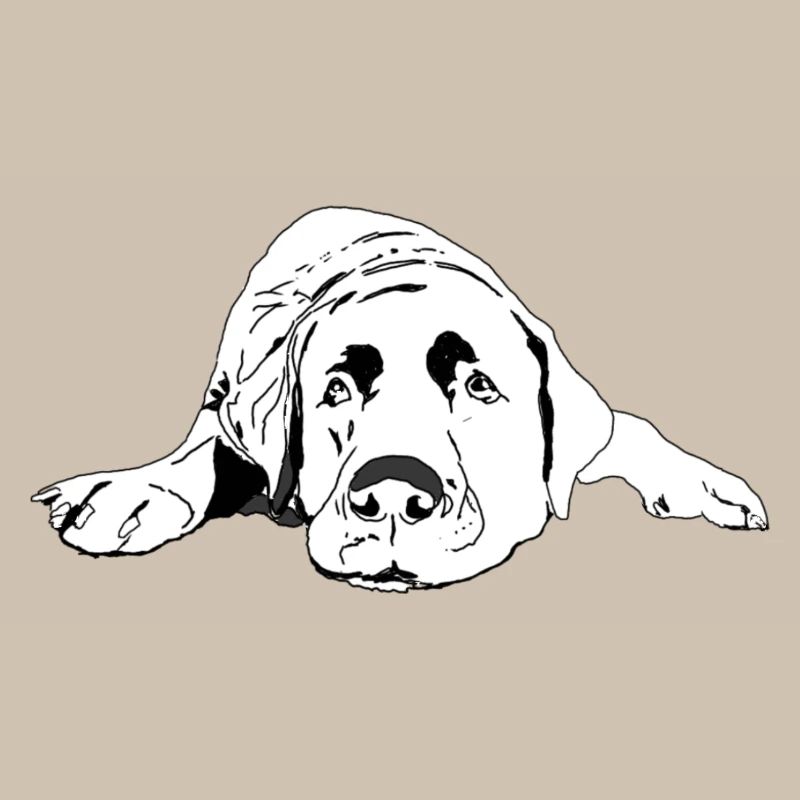 Labrador