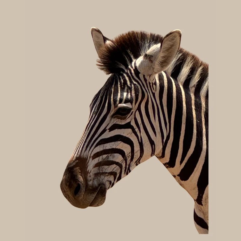 Zebra Kopf 