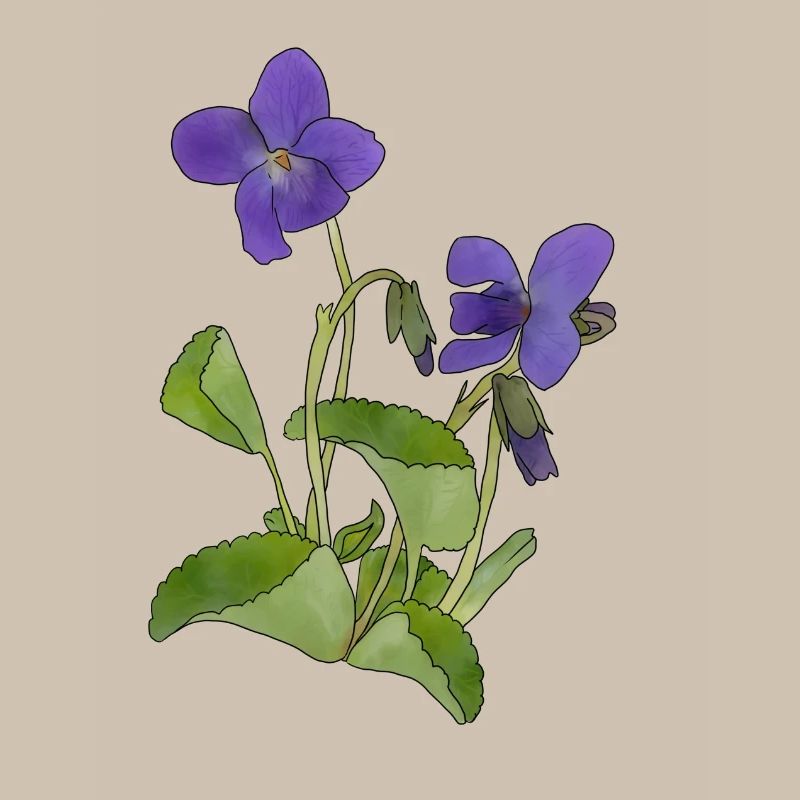 violet