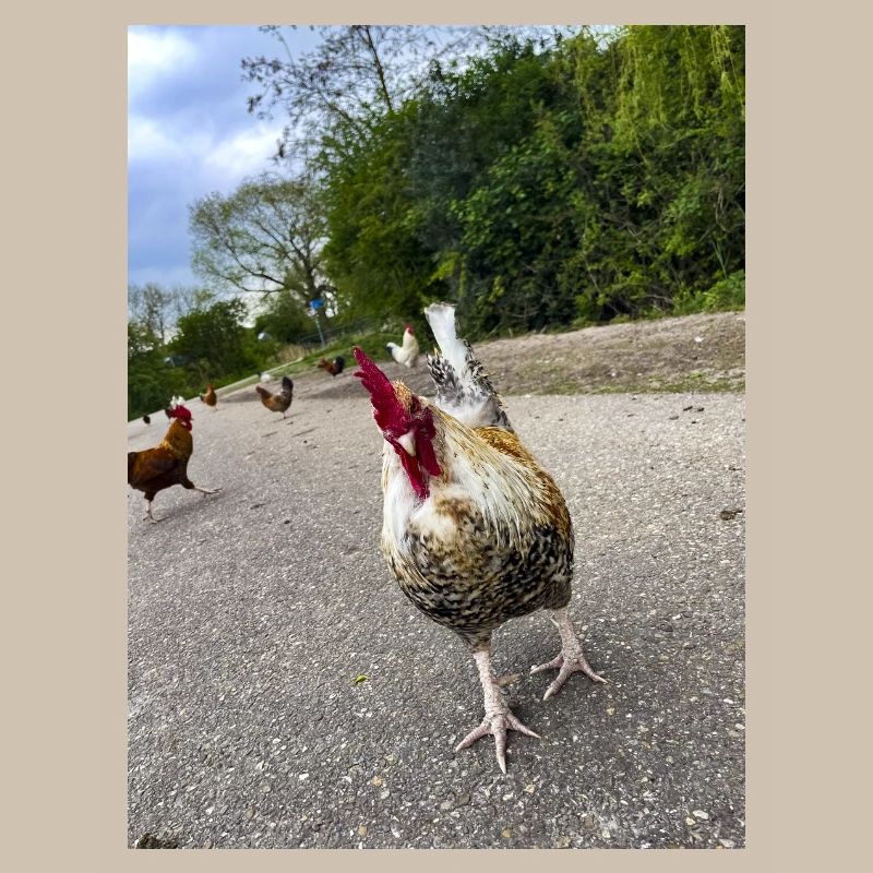 Bist du ein Huhn??