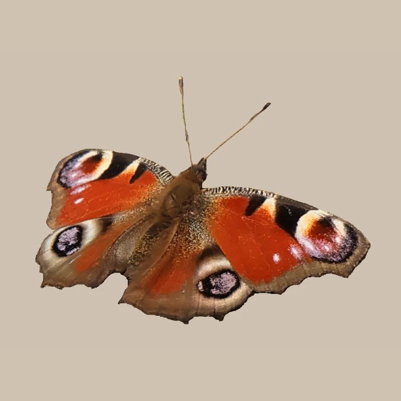 Papillon ozone rouge