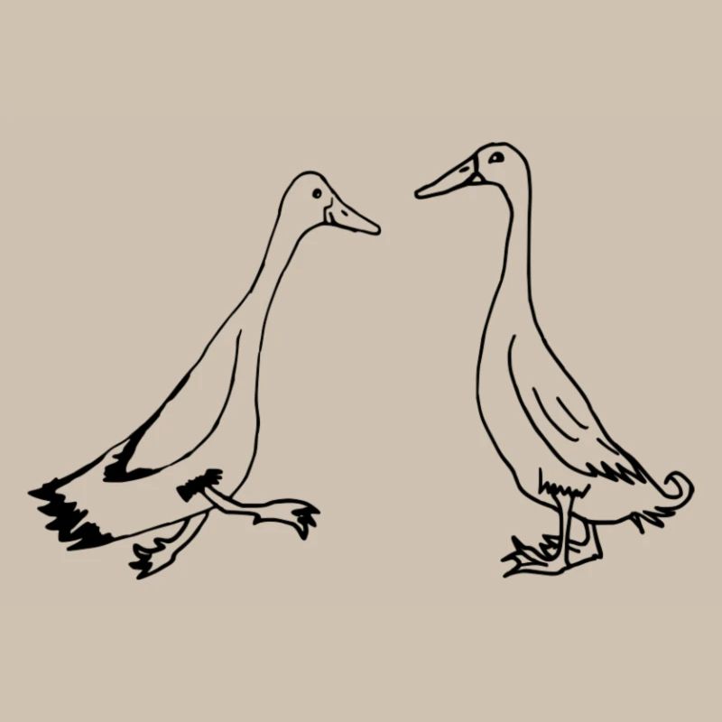 Runner ducks, runner ducks funny ducks