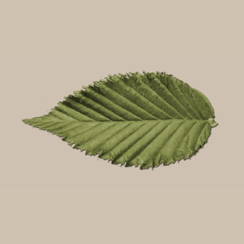 Structure foliaire : motif vert olive