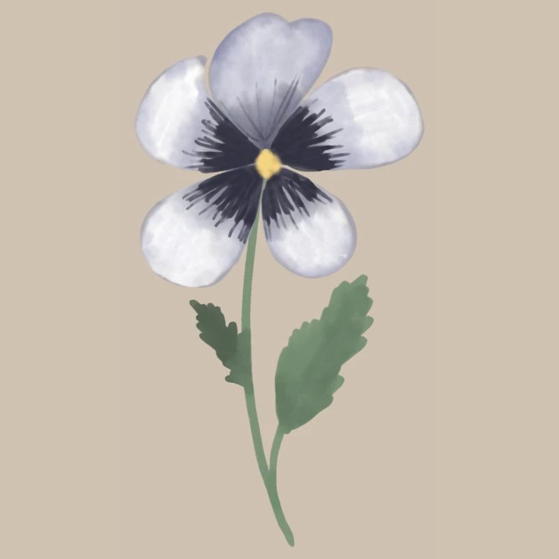 Pansy Violet