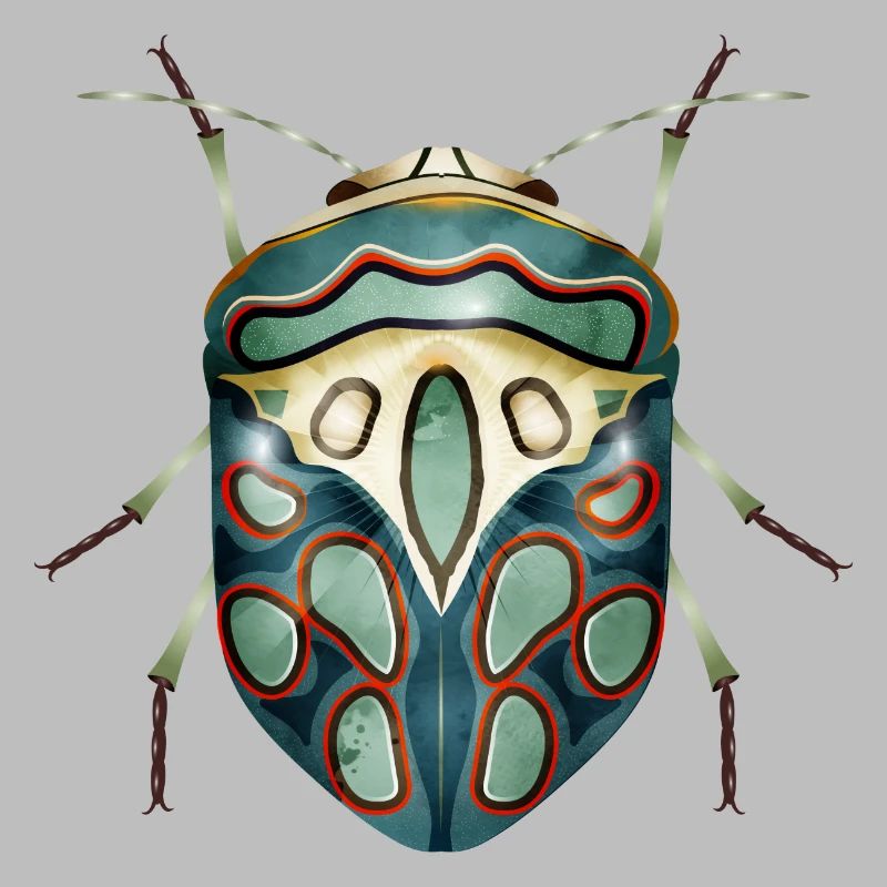 Sphaerocoris annulus fascinating creepy crawly