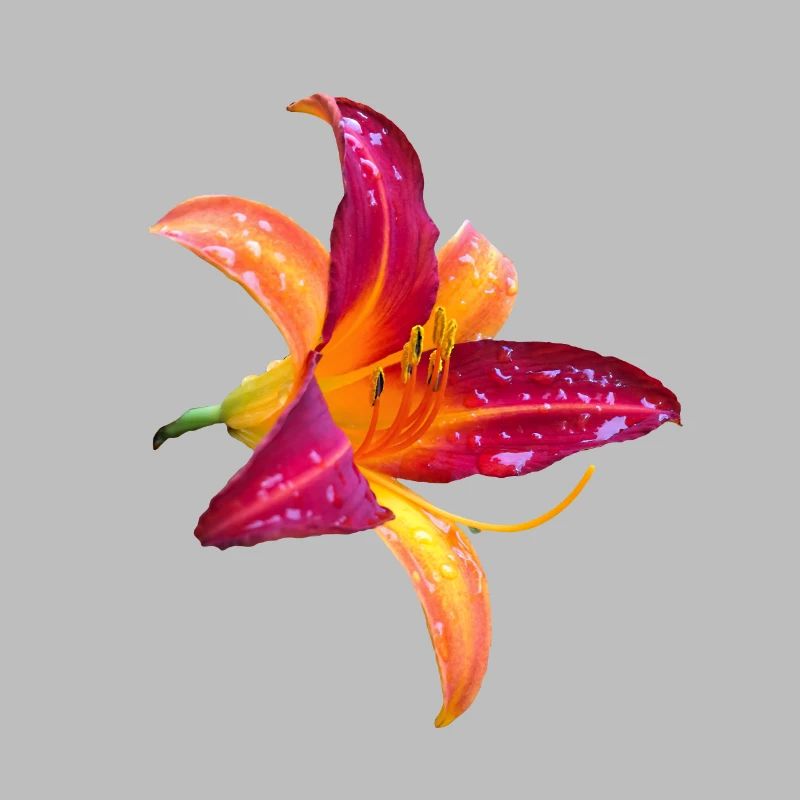 Hémérocalle tropicale - Fleur d’hémérocallis