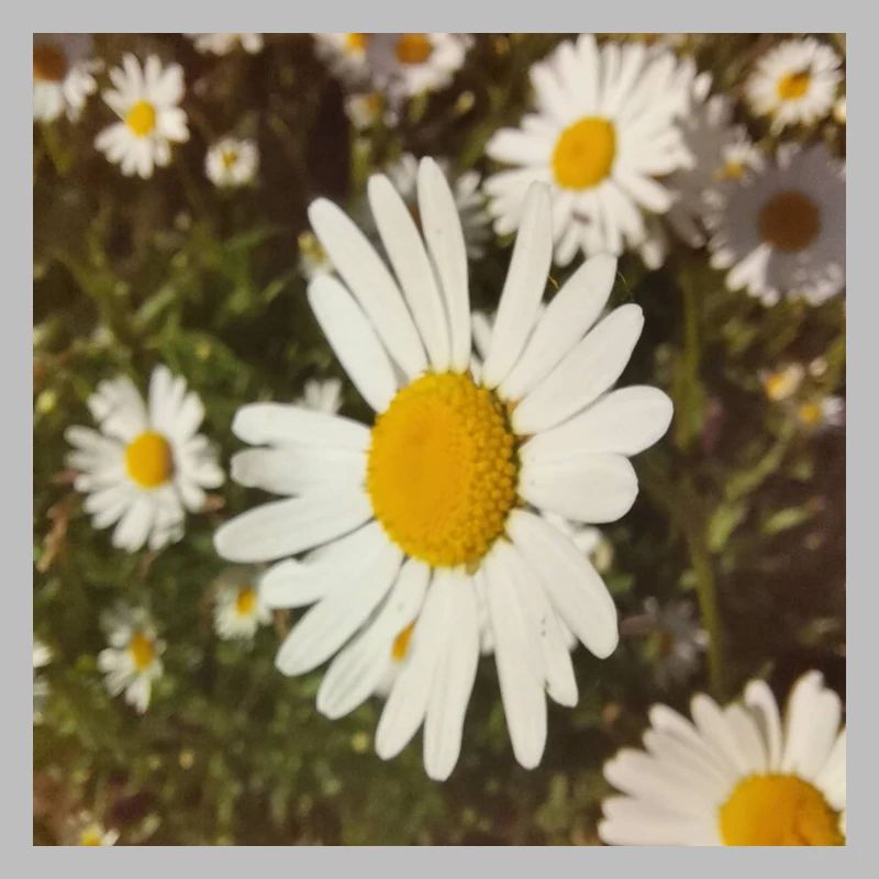 Daisies Sunlight