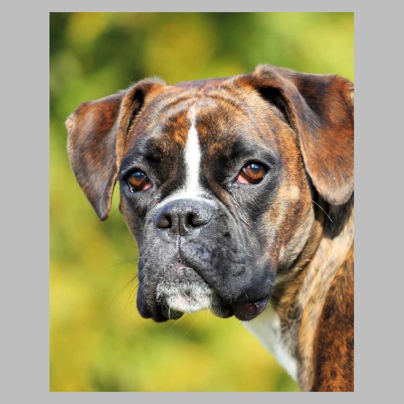 Portrait Boxer Regard Profond