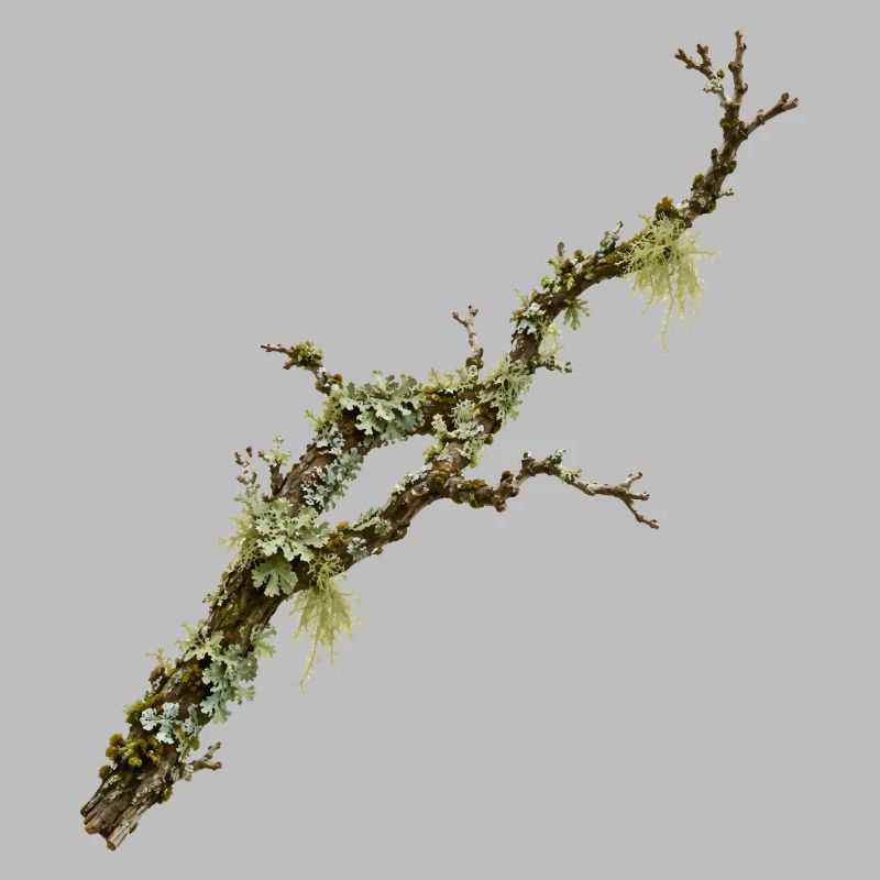 Conception de la nature de la forêt Lichen Branch