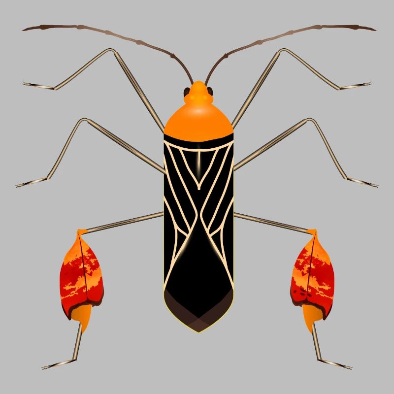 Anisoscelis alipes leaf-footed bug exotic insect