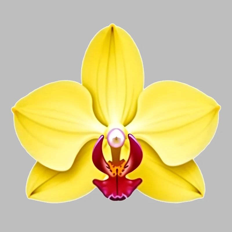 orchidée