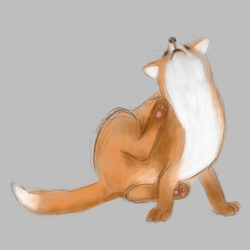 Scratching fox cute animal drawing