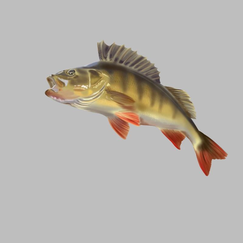 Perch
