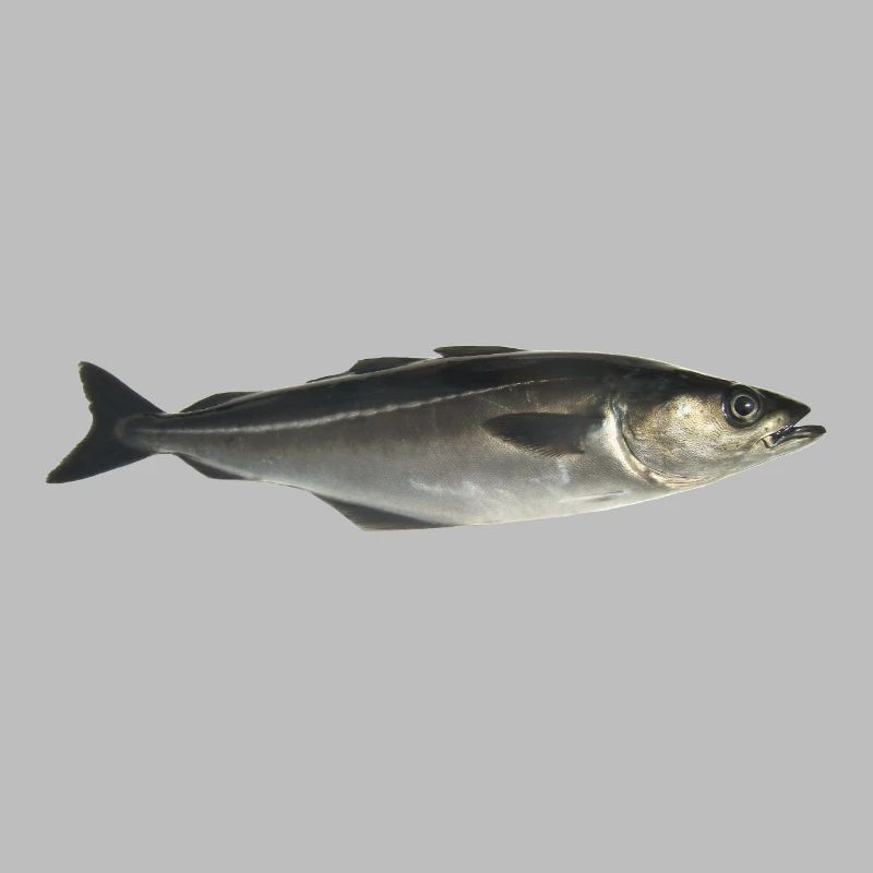 Fisch Pollack