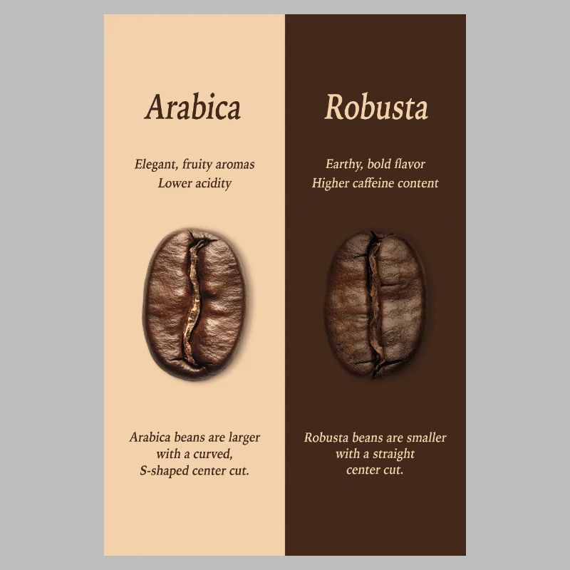 Affiche du guide du café Arabica vs Robusta