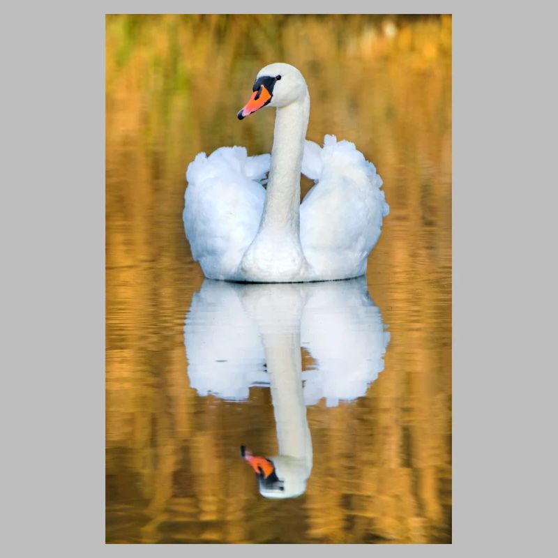 Schwanensee, Schwan im See mit Spiegelbild