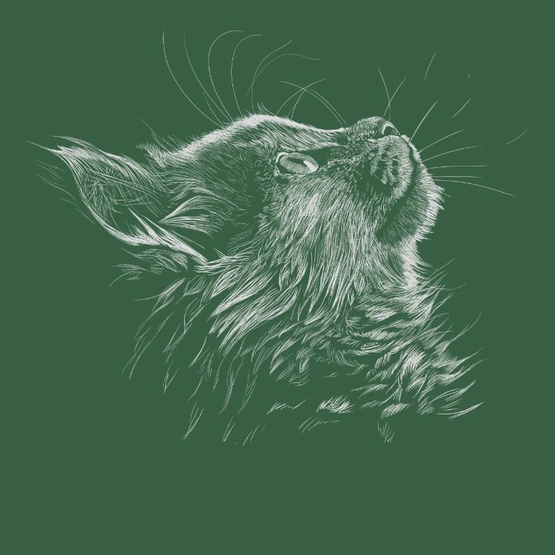 Kitten