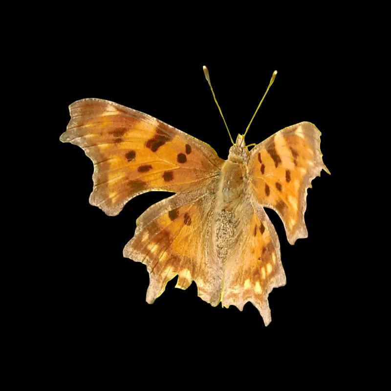 Schmetterling C-Falter
