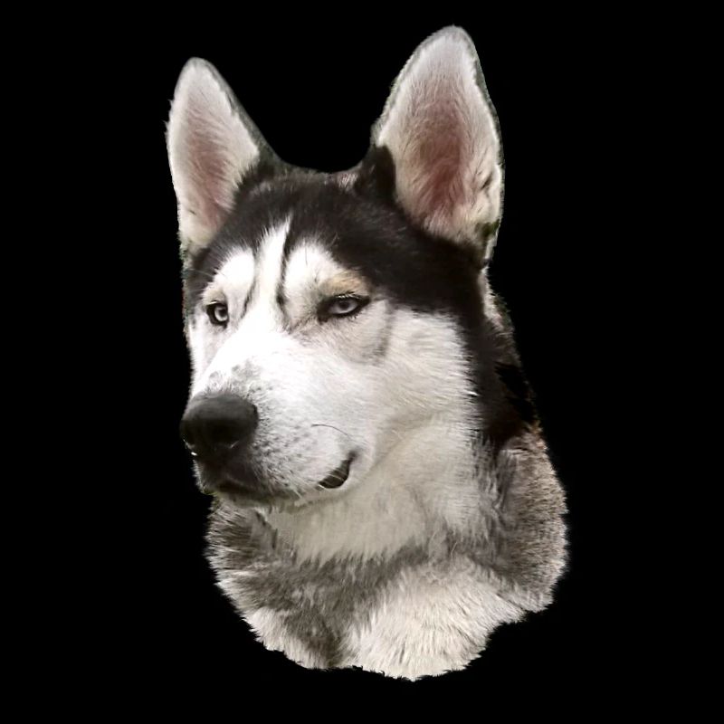 Visage husky Noir Blanc