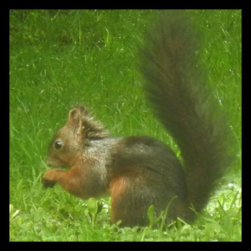 Eichhörnchen Tier Tierliebe Tierfreund Liebe