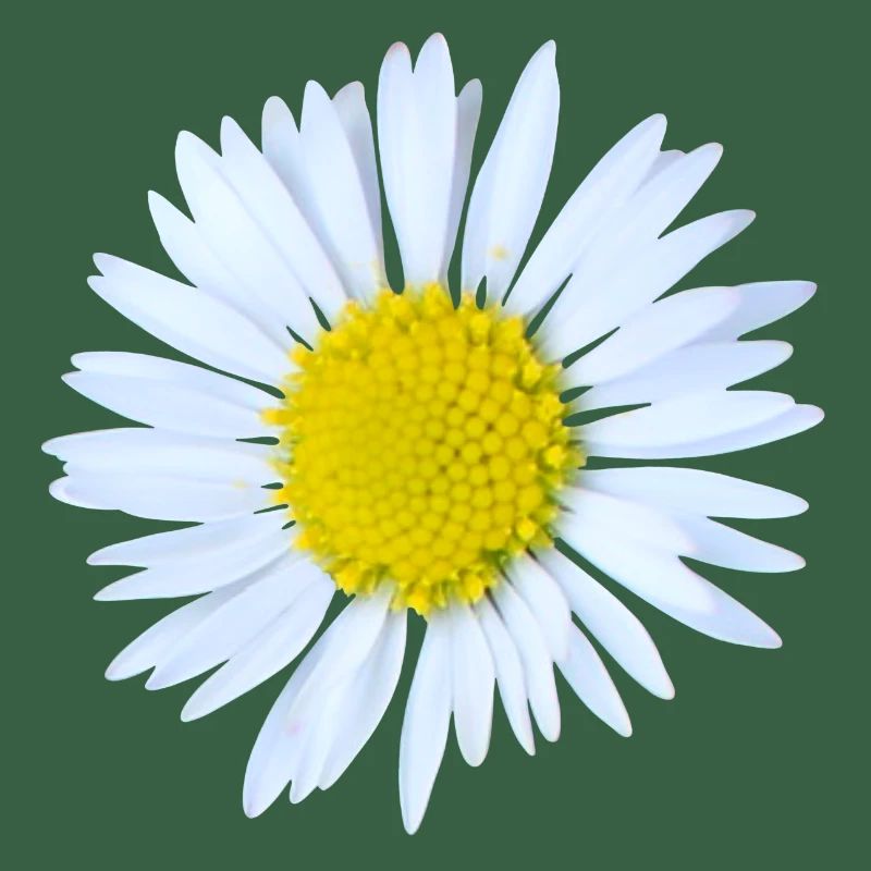 Gänseblümchen
