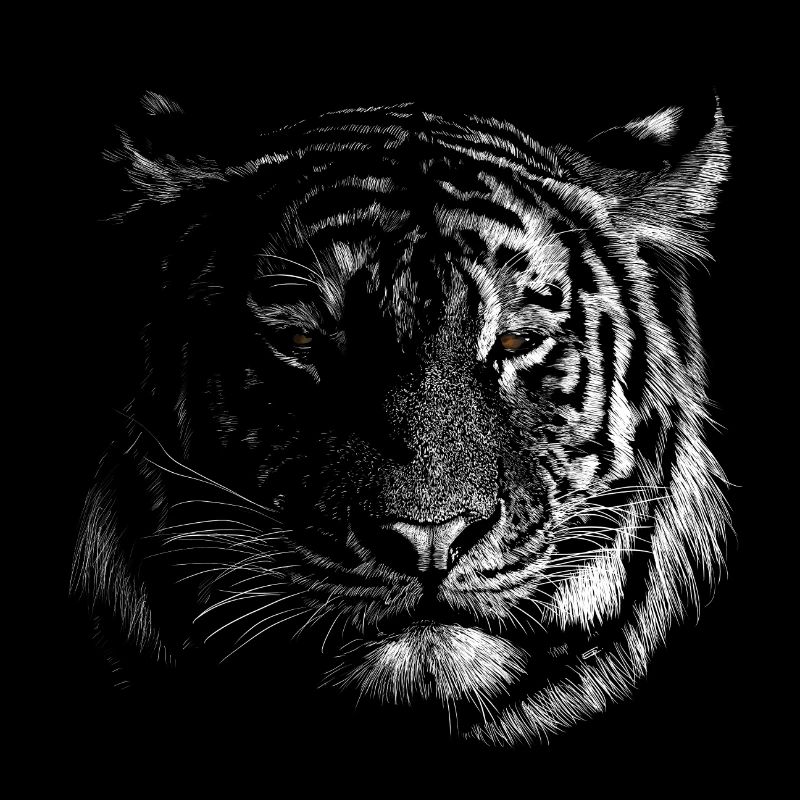 Tigre