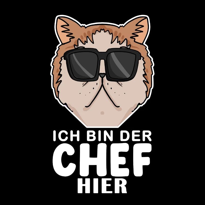 coole Katze - Exotische Kurzhaarkatze Katze - Chef