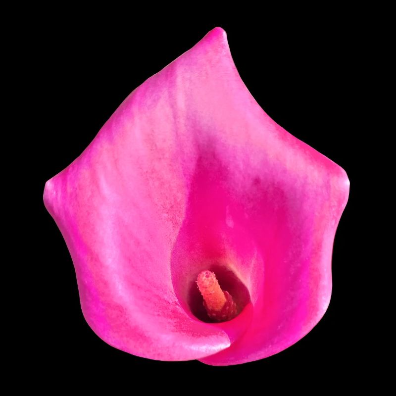 Pink Calla Blossom