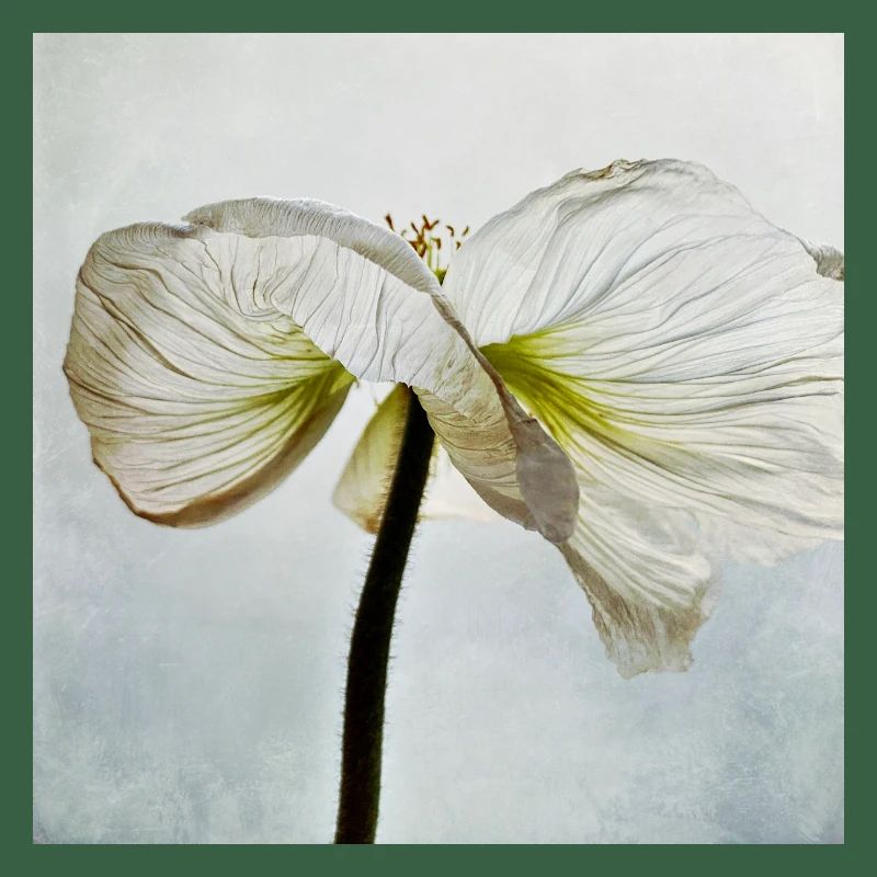 Fleur de pavot blanc