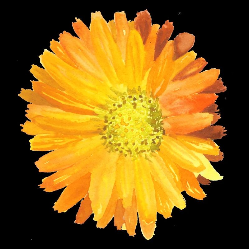 Calendula Aquarelle Orange