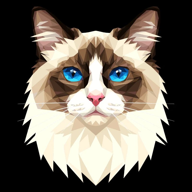 Ragdoll Cat Ragdoll Cat Cute Ragdoll Cats