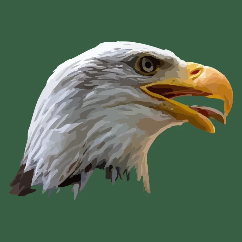 Aigle à tête blanche