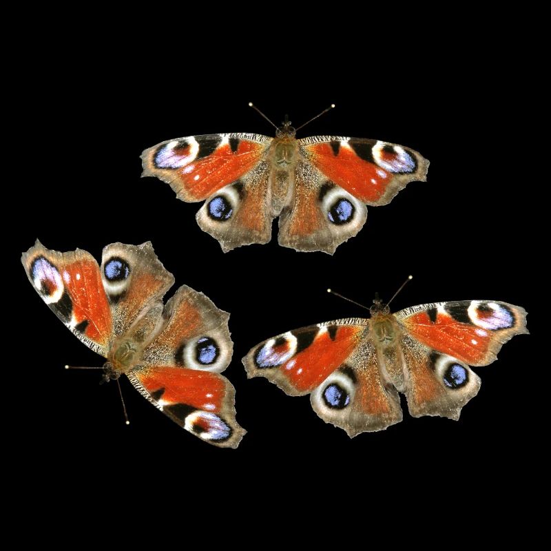 Papillons œil de paon en amour Œil de paon