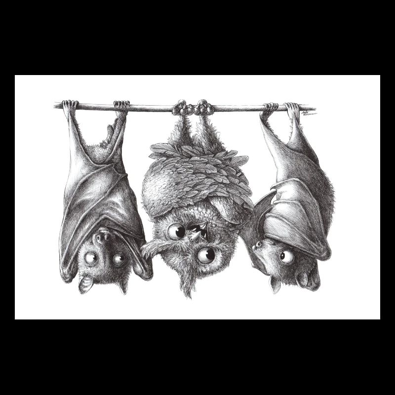 Chouette et chauve-souris vampire